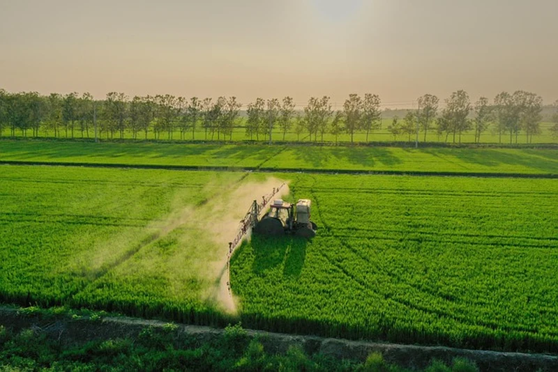 rice-5722754_640